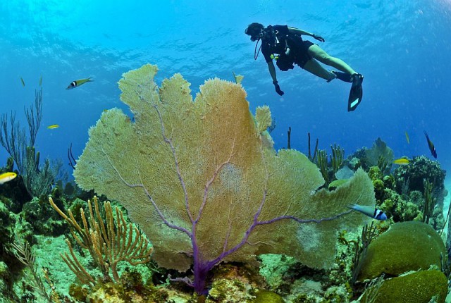 Obóz nurkowy Open Water Diver w Grecji dla licealistów